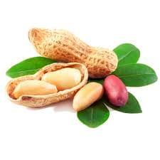 Groundnut - Trade4go