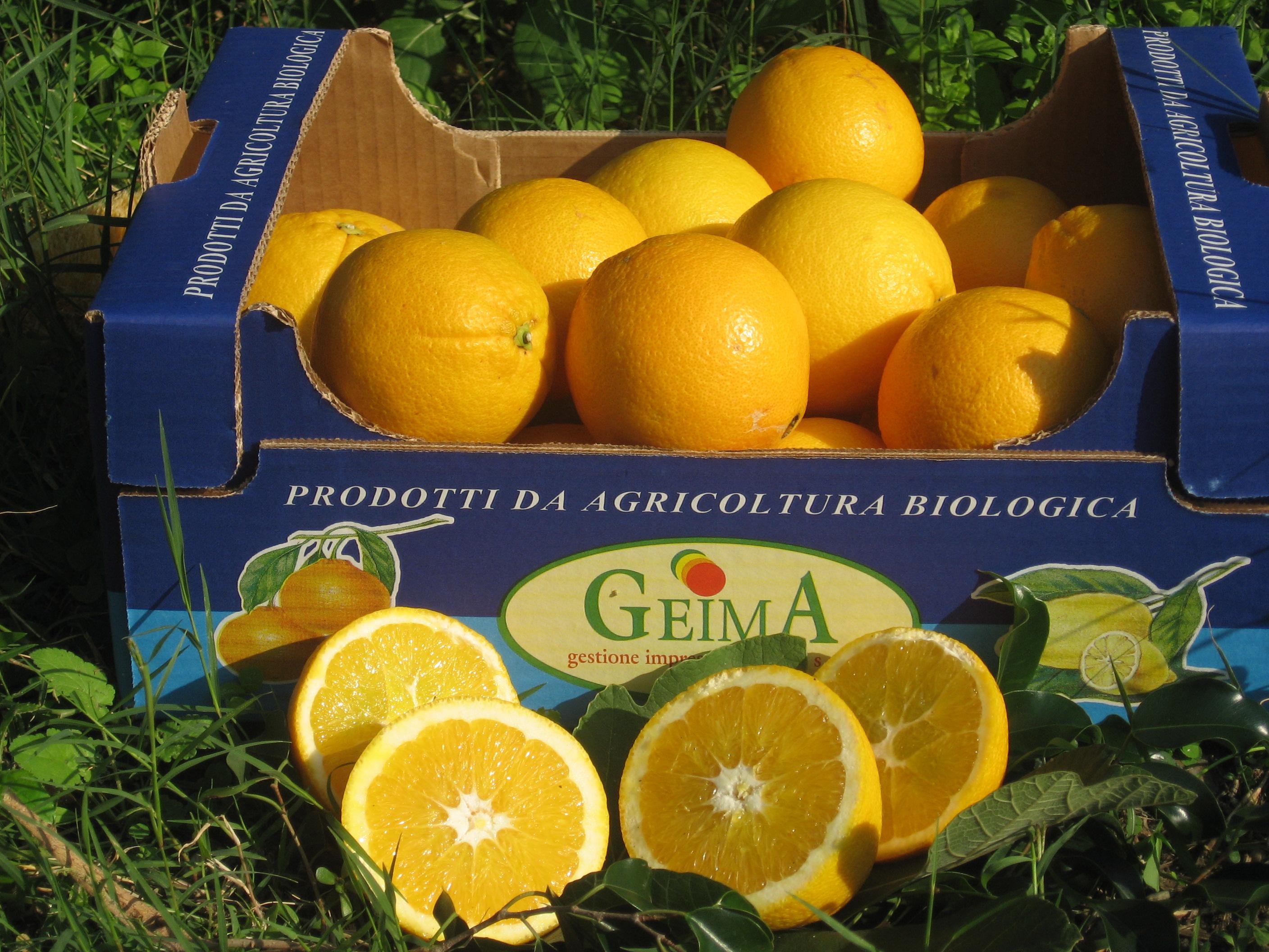 Fresh Orange - Trade4go