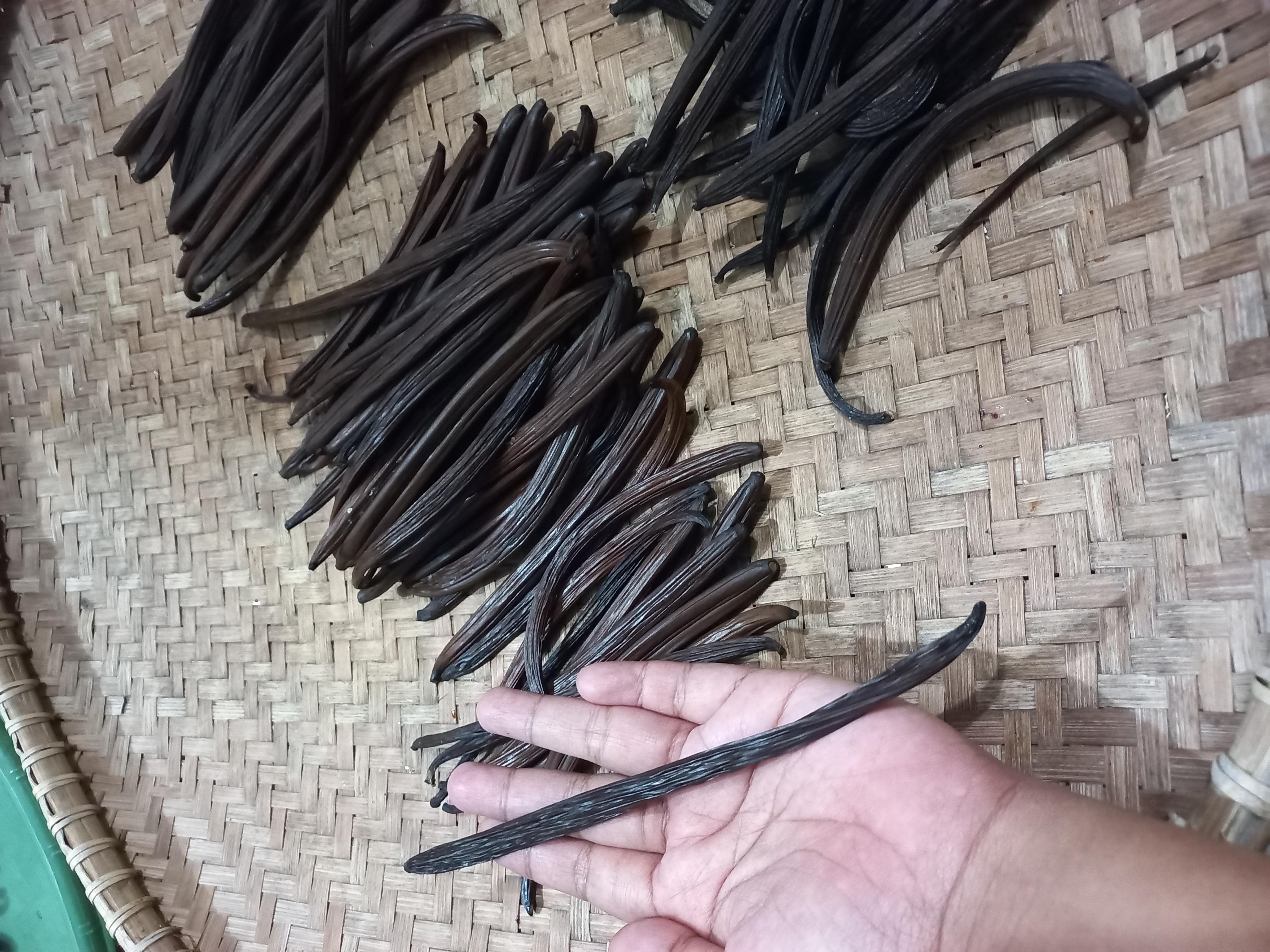 Vanilla Beans Plani - Trade4go