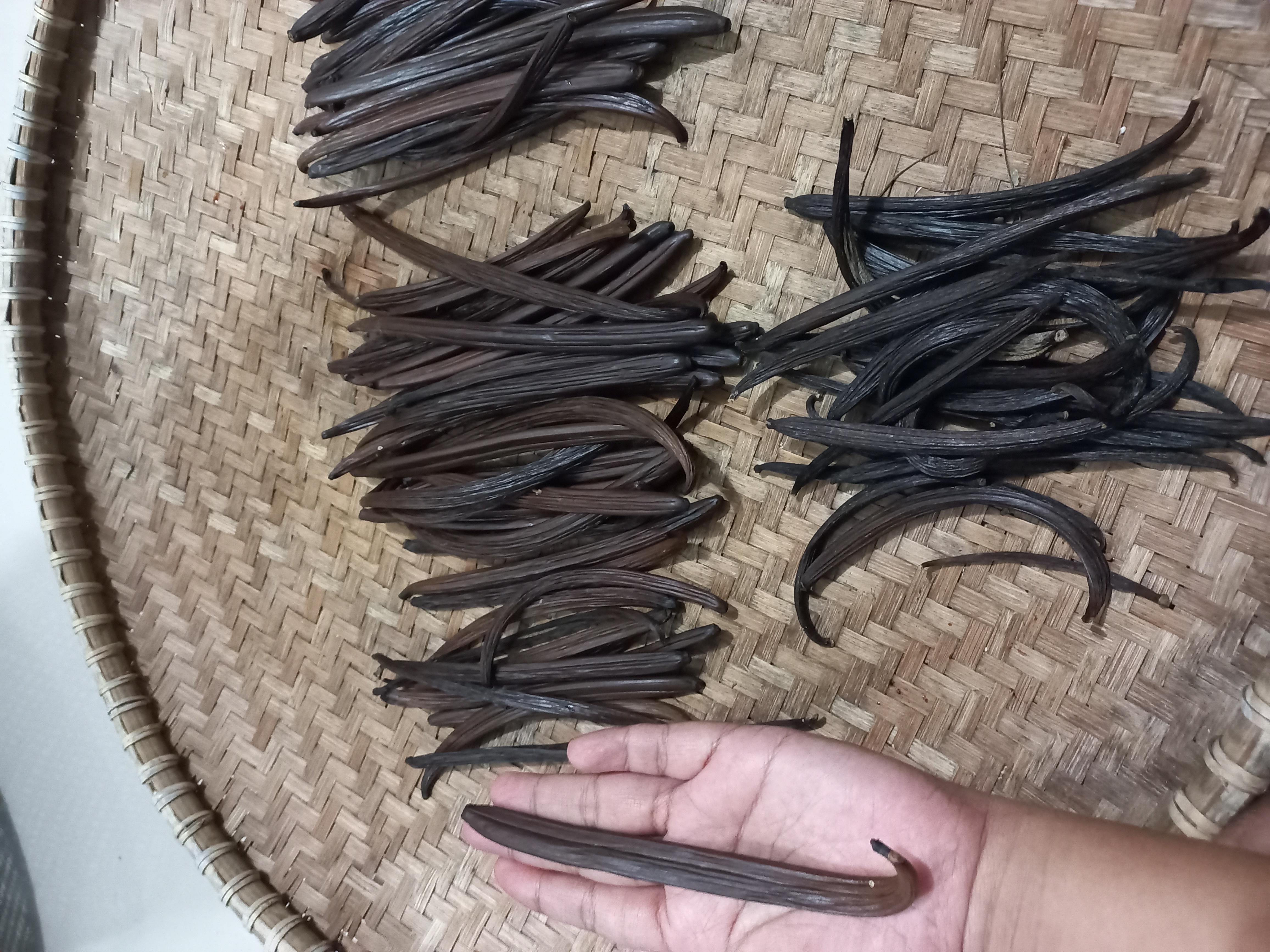 Vanilla Beans Plani - Trade4go