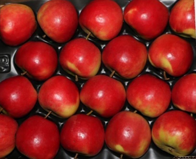 Apples - Trade4go